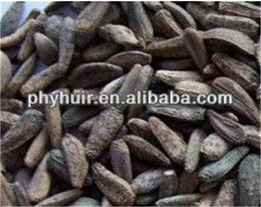 HUIR 100 Pure natural high quality Burdock Seed PE