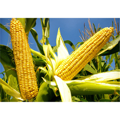 Corn oil processing Line