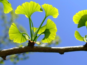 100 Ginkgo Biloba PowderGinkgo Biloba ExtractGinkgo Leaf Extract