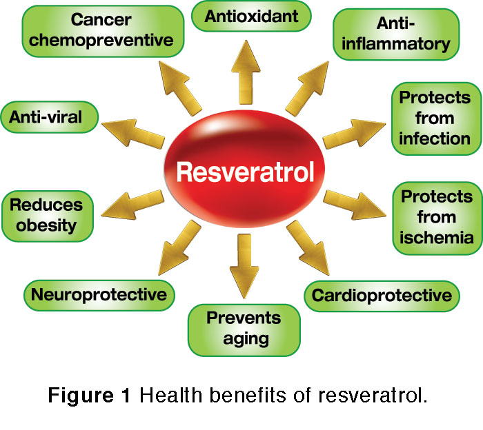 Polygonum Cuspidatum Extract Resveratrol bulk powdertrans resveratrol 98resveratrol 99