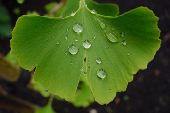 ginkgo biloba leaf powderdried ginkgo biloba leaves 246