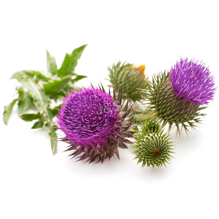 Liver health herbal extract Silymarin from Milk Thistle seed
