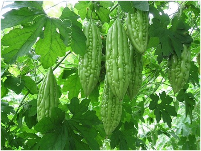 High Quality Dried Momordica Charantia bitter gourd from vietnamese manufacture