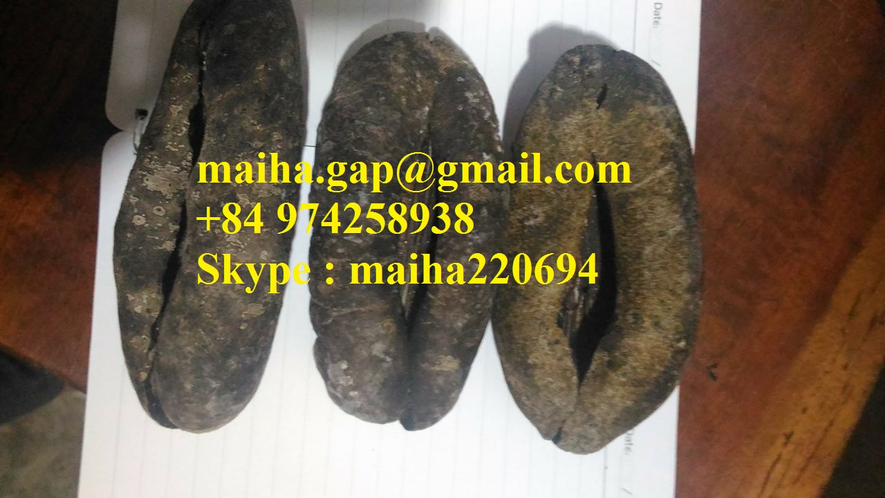 VIETNAMESE DRIED SEA CUCUMBER Dried White Teat Fish Dried Sand Fish