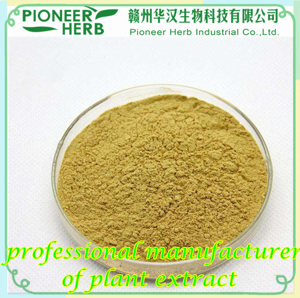 Ginseng Extract Panaxoside manufacturer
