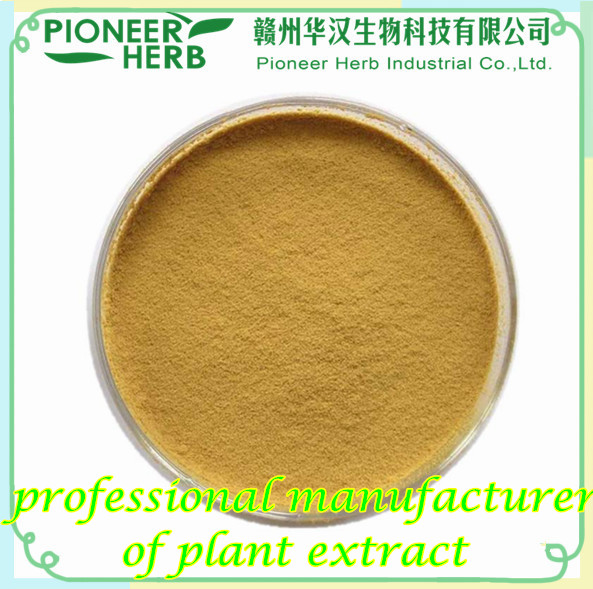 Barbury Wolfberry Fruit Extract Lycium Barbarum Polysaccharide