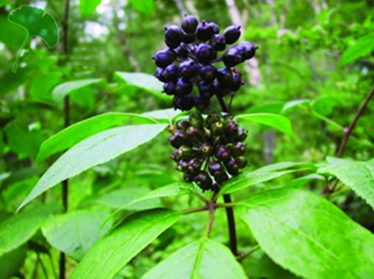 Siberian Ginseng extract
