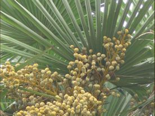 Saw Palmeto Berry Extract