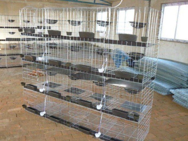 4tiers 16doors pigeons breeding cage with feeding accessories for sale