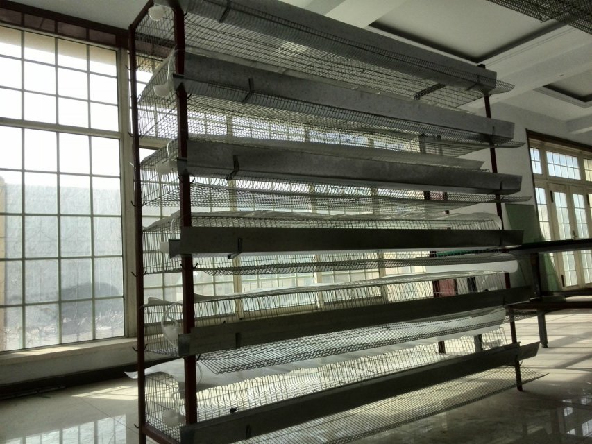 quail cage H type 5 tier trade assurance 5 tier or 6 tier quail cage for sale