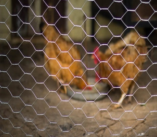 Chicken Fencing