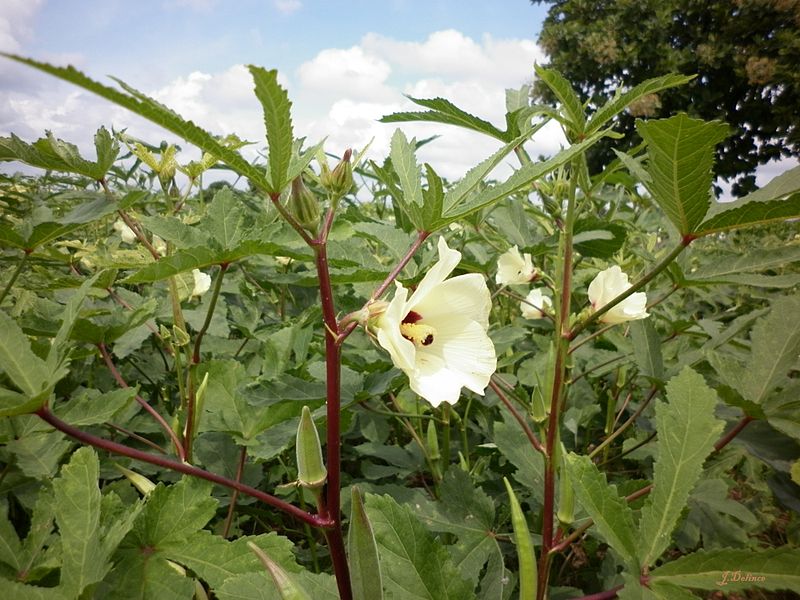Okra extractAbelmoschus esculentus