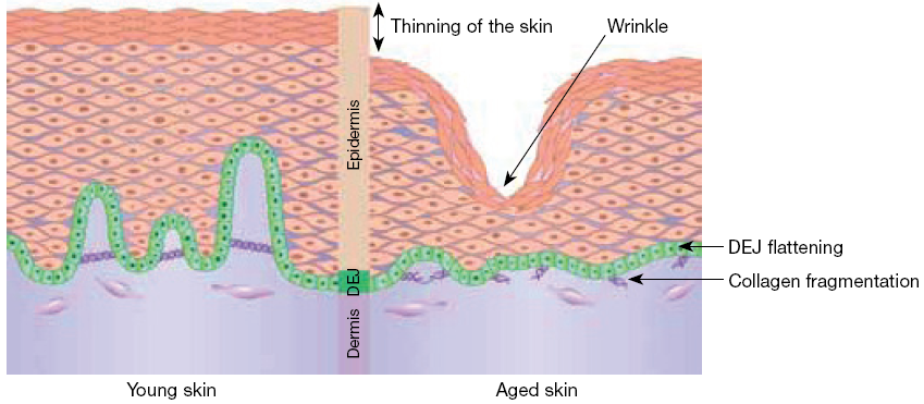 factore suppliying cosmetic peptide cooper peptide