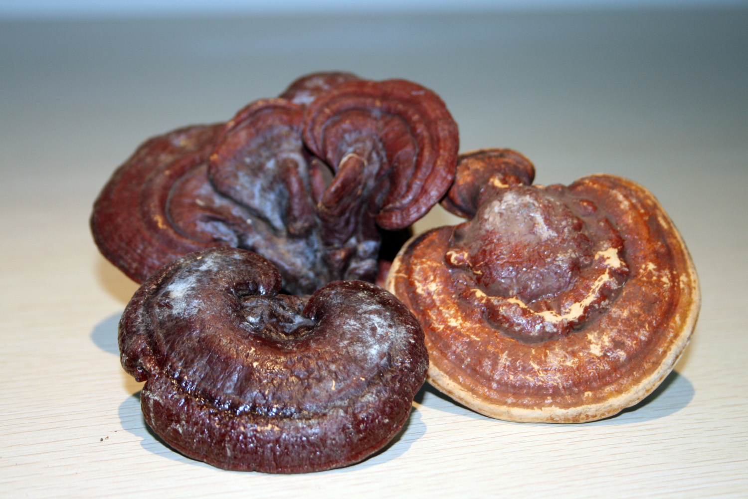 Reishi Mushroom ExtractGanoderma lucidum extract