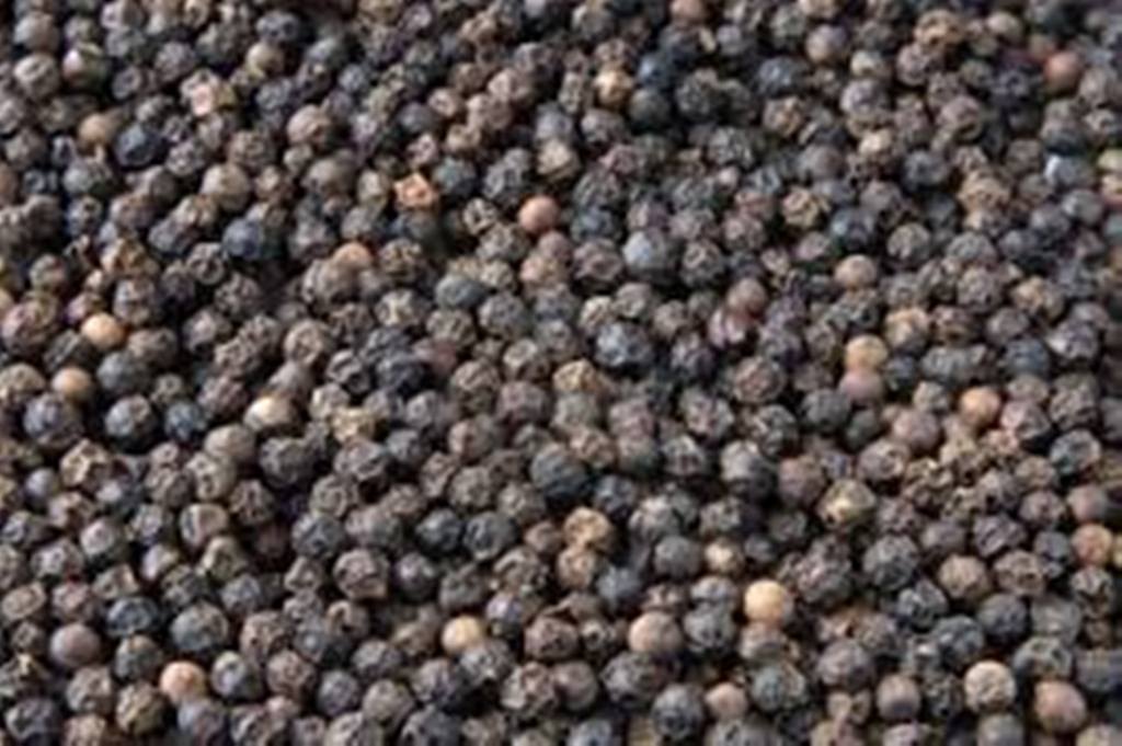 BLACK PEPPER DIRECT SUPPLY GOOD QUALITY