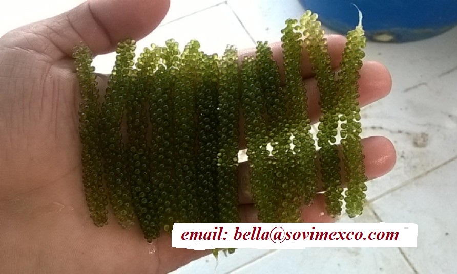 seagrape seaweed in viet Nam
