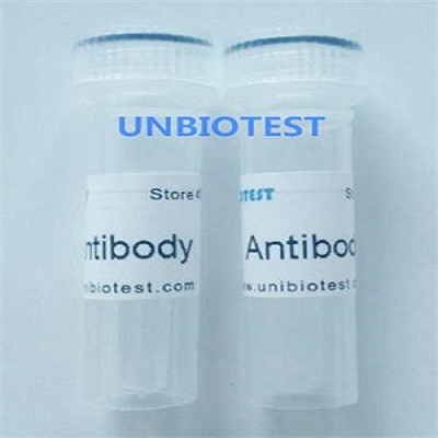 Aflatoxin B1 Monoclonal Antibody