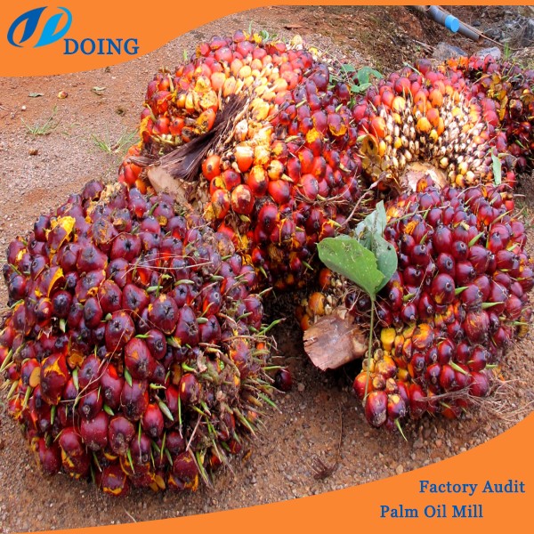 220tph palm oil processing plant in Indonesia