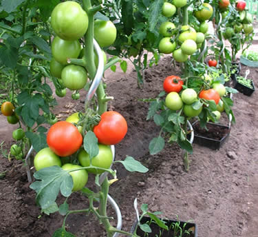 Plant climbing stand tomatoes stents wire
