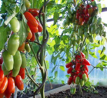 Plant climbing stand tomatoes stents wire