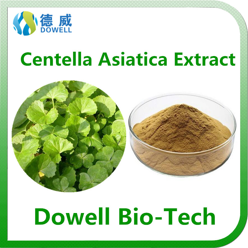 Health benefits Centella Asiatica Extract Gotu Kola Extract powder 10 Asiaticosides