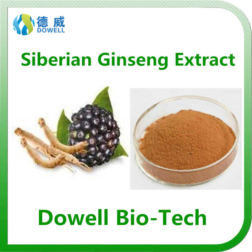 Kosher Ceitified High Quality Siberian Ginseng Extract EleutherosideBE08