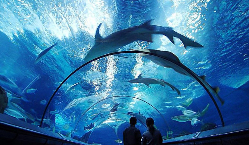 ACRYLIC TUNNEL