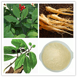 Ginseng Extract with Ginsenoside 8020
