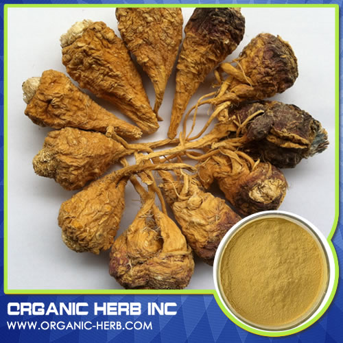 Maca Extract Powder