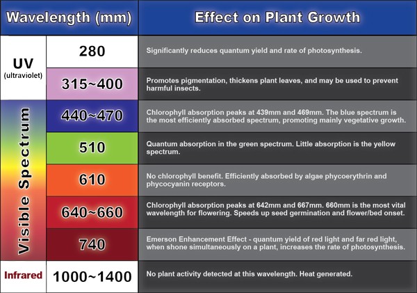 Indoor plant grower lamp 300w LED grow light