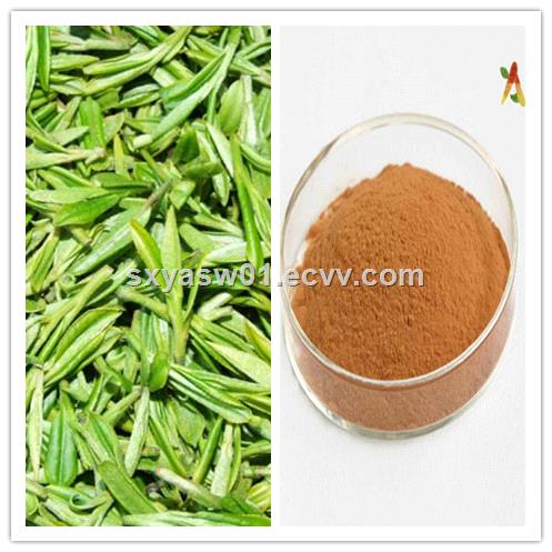 Natural Tea Polyphenols EGCG Catechins Green Tea Extract