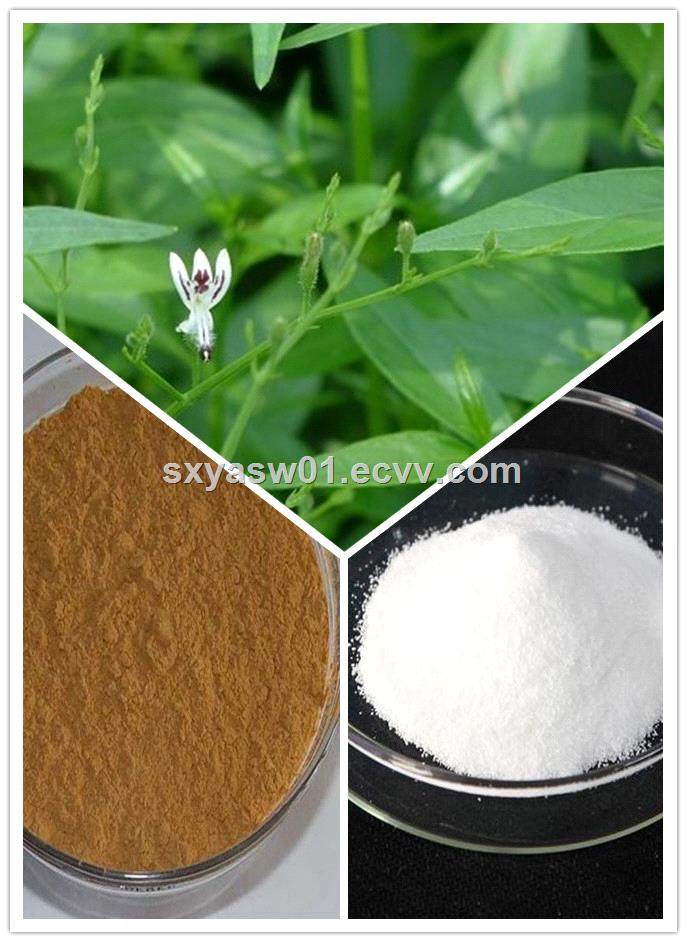 Natural CAS No 5508587 Andrographis Paniculata Extract 10 50 98 Andrographolide