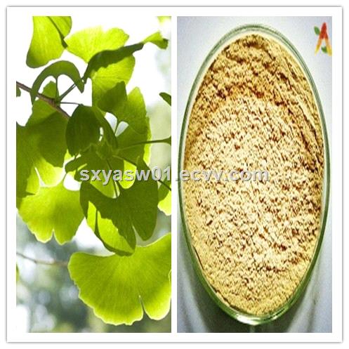 Natural 24 Flavones 6 Lactones Ginkgo Biloba Leaf Extract