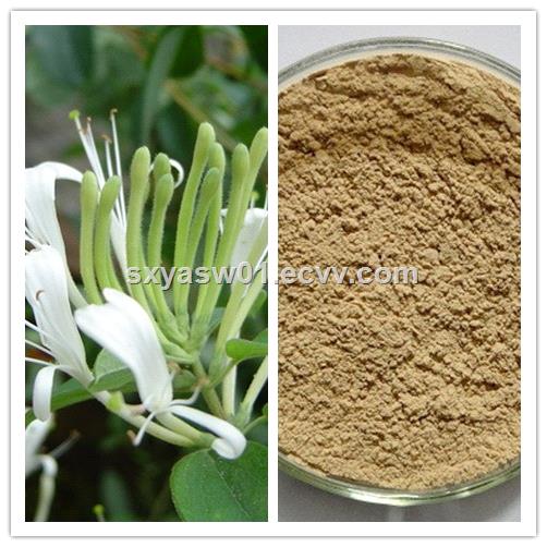 Natural Adjust Immunity Chlorogenic Acid 50 Honeysuckle Flower Extract