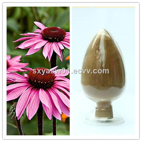 Natural Polyphenol Choric Acid Echinacea Purpurea Extract