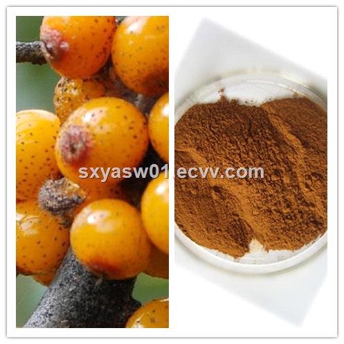 Natural 5 65 Seabuckthorn Flavone Seabuckthorn Extract