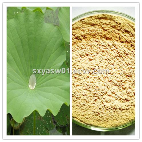 Natural Lotus Leaf Extract 2 98 Nuciferine