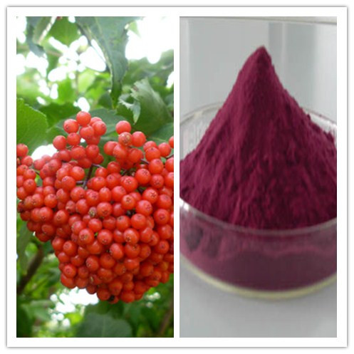 Natural pigment anti aging Anthocyanidin Elderberry Extract