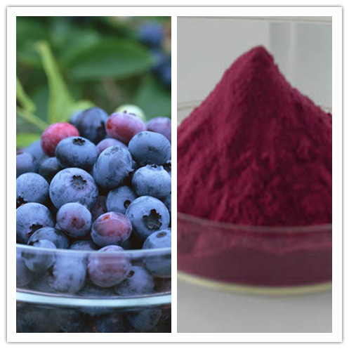 Natural protect the eyesight Anthocyanidin Blueberry Extract