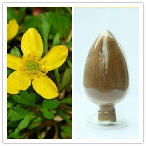 Natural Alkaloid anti tumor Cats Claw Extract