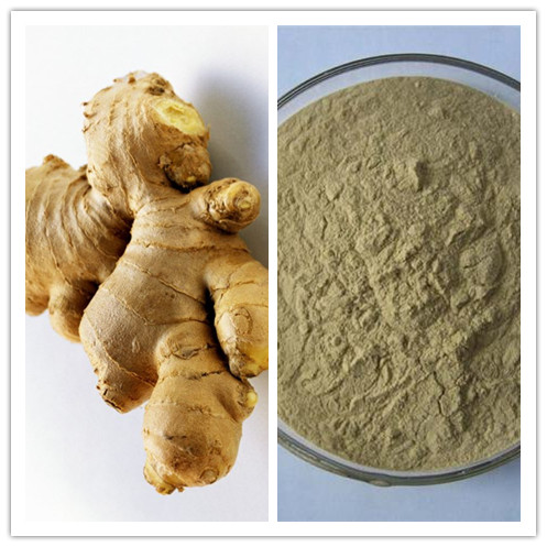 Natural Gingerols treat nausea and vomiting 5 Ginger Extract