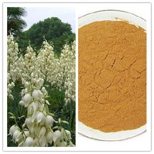 Natural 30 Sarsaponin Yucca Smalliana Extract Yucca Extract