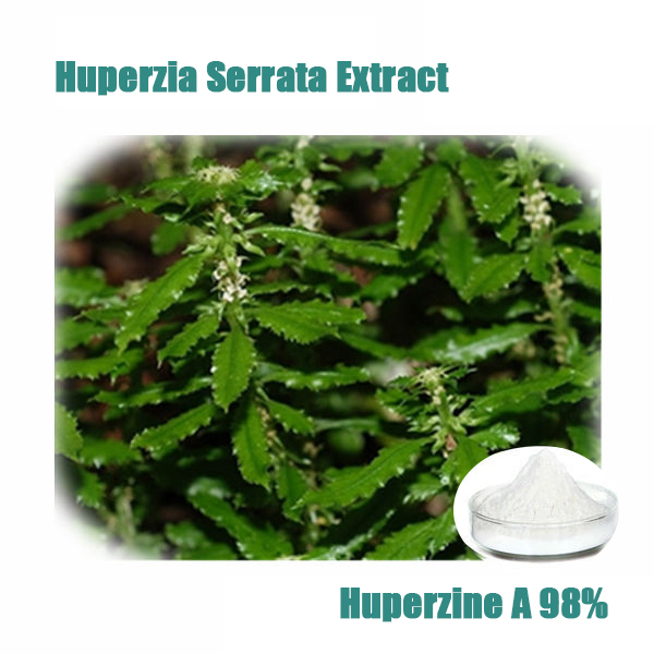 HuperzineA brain health Huperzia serrate Extract