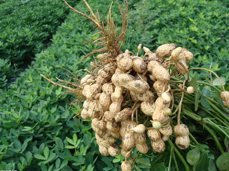 Peanut shell extractLuteolinhealthcare