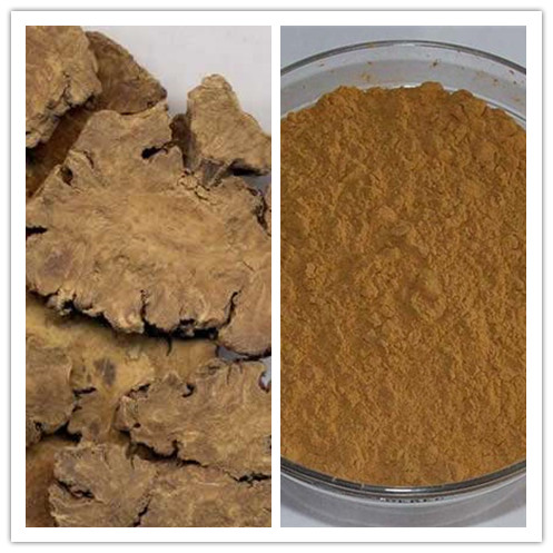 Natural 6 1 10 1 Chuanxiong Rhizoma Extract