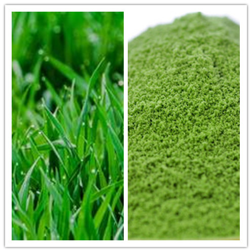 Natural cure constipation Water Soluble Barley Grass Powder