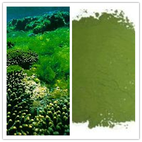 Natural Broken Cell Wall Chlorella Powder