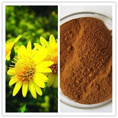 Natural 1080 Buddleoside Chrysanthemum Indicum Flower Extract