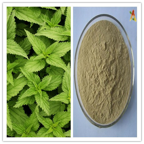 Natural Enhance Blood Circulation 10 1 Nettle Root Extract