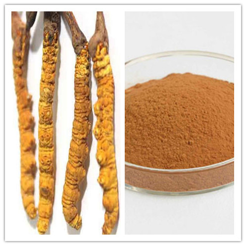 Natural Cordyceps Sinensis Extract with 10 30 Polysaccharide